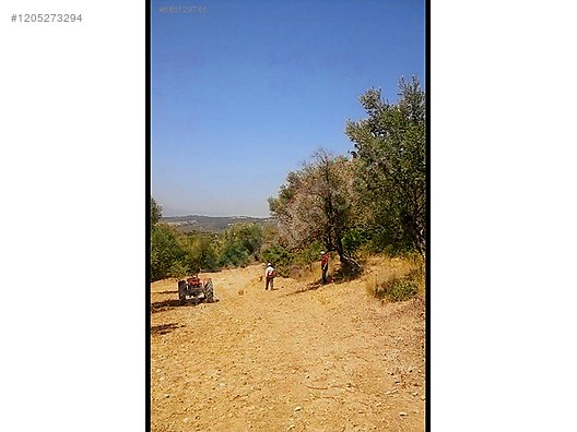 Torbalı Demirci'de Yola Cepheli 9.395 m² Zeytin Ağaçlı Tarla